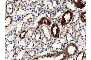 Immunohistochemical staining of paraffin-embedded Human Kidney tissue using anti-PRPSAP2 mouse monoclonal antibody. (PRPSAP2 Antikörper)