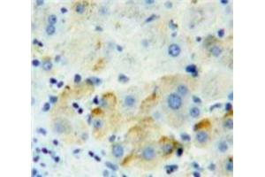 Used in DAB staining on fromalin fixed paraffin-embedded Liver tissue (PVRL2 Antikörper  (AA 83-291))