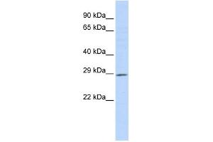 WB Suggested Anti-PSMG1 Antibody Titration:  0. (PSMG1 Antikörper  (Middle Region))