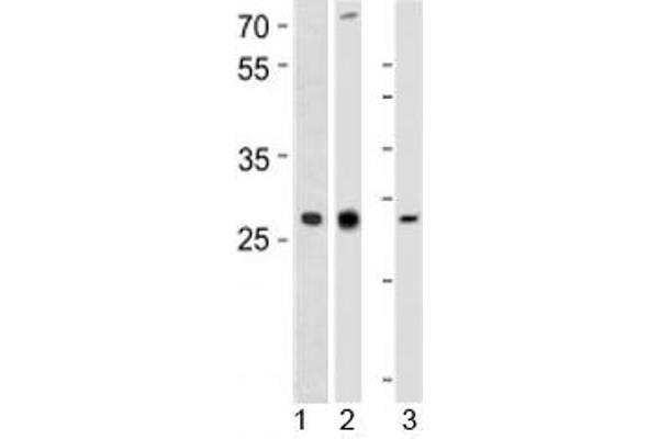 LIF antibody  (AA 72-101)