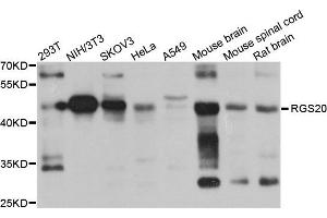 Western blot analysis of extract of various cells, using RGS20 antibody. (RGS20 Antikörper)