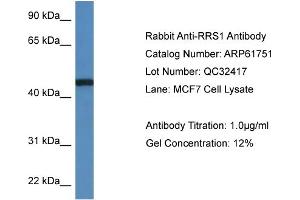 Western Blotting (WB) image for anti-RRS1 Ribosome Biogenesis Regulator (RRS1) (C-Term) antibody (ABIN2788889) (RRS1 Antikörper  (C-Term))