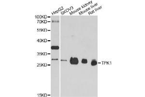 Western blot analysis of extracts of various cell lines, using TPK1 antibody (ABIN5972659) at 1/1000 dilution.