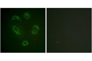 Immunofluorescence (IF) image for anti-Dual Adaptor of Phosphotyrosine and 3-phosphoinositides (DAPP1) (AA 105-154), (pTyr139) antibody (ABIN1531577)