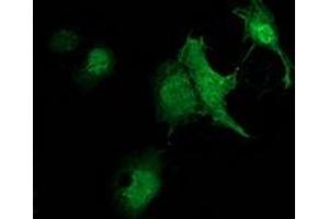 Immunofluorescence (IF) image for anti-Zinc Finger, AN1-Type Domain 2B (ZFAND2B) antibody (ABIN1501808) (ZFAND2B Antikörper)