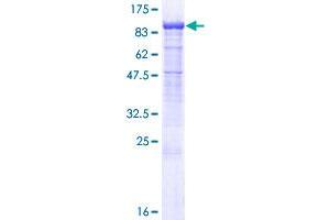 PCDHb7 Protein (AA 1-793) (GST tag)