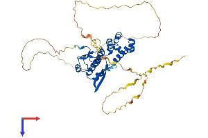 SCML4 Protein (AA 1-414) (His tag)