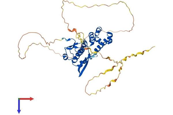 SCML4 Protein (AA 1-414) (His tag)