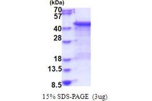 SDS-PAGE (SDS) image for Dual Specificity Phosphatase 6 (DUSP6) (AA 1-381) protein (His tag) (ABIN6387465)