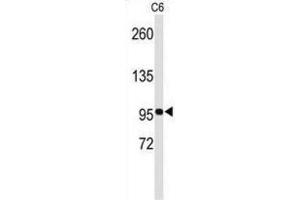 Western Blotting (WB) image for anti-EPH Receptor B3 (EPHB3) antibody (ABIN3003350) (EPH Receptor B3 Antikörper)