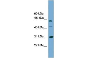 WB Suggested Anti-RAD1  Antibody Titration: 0. (RAD1 Antikörper  (Middle Region))