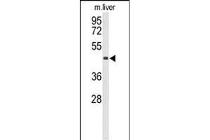 Western blot analysis of CHIA Antibody (N-term) (ABIN653343 and ABIN2842827) in mouse liver tissue lysates (35 μg/lane). (CHIA Antikörper  (N-Term))