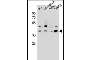 RRAGC Antibody (Center) (ABIN657008 and ABIN2846188) western blot analysis in 293,MDA-M,Hela,HepG2 cell line lysates (35 μg/lane). (GTR2 Antikörper  (AA 169-198))