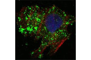 Confocal immunofluorescence analysis of Hela cells using BCL10 antibody (green). (BCL10 Antikörper)