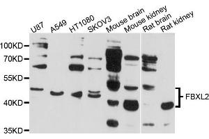 Western blot analysis of extract of various cells, using FBXL2 antibody.