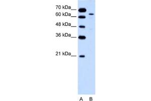 Western Blotting (WB) image for anti-Keratin 2 (KRT2) antibody (ABIN2462466) (Keratin 2 Antikörper)