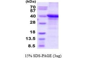 SDS-PAGE (SDS) image for Napsin A Aspartic Peptidase (NAPSA) (AA 64-420) protein (His tag) (ABIN6387805) (NAPSA Protein (AA 64-420) (His tag))
