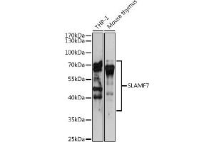 Western blot analysis of extracts of various cell lines, using SL antibody (ABIN6131102, ABIN6147830, ABIN6147832 and ABIN6221466) at 1:3000 dilution. (SLAMF7 Antikörper  (AA 23-226))