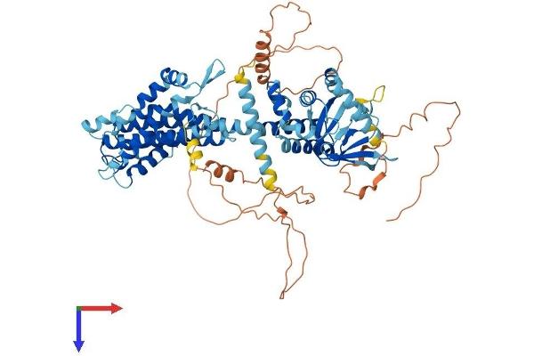 CNGB3 Protein (AA 1-694) (His tag)