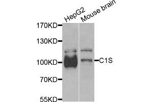 Western blot analysis of extracts of various cell lines, using C1S antibody (ABIN6290127) at 1:1000 dilution. (C1S Antikörper)