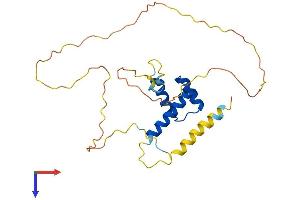 HOXC8 Protein (AA 1-242) (His tag)