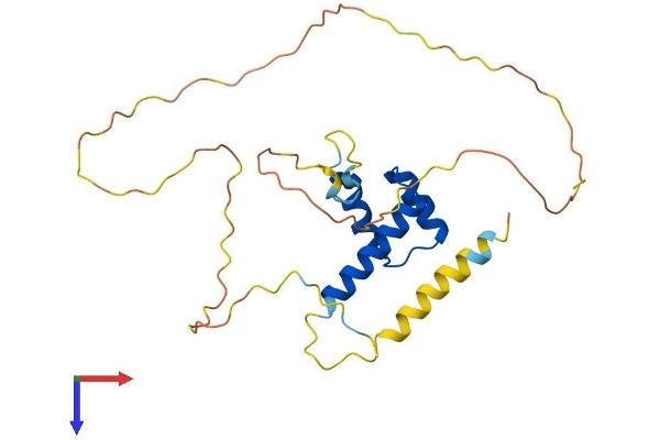 HOXC8 Protein (AA 1-242) (His tag)