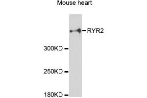 Western blot analysis of extracts of mouse heart, using RYR2 antibody (ABIN5970123) at 1:3000 dilution. (RYR2 Antikörper)