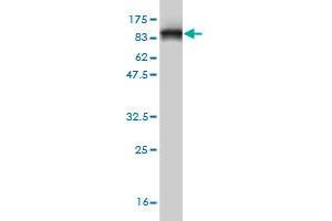 Western Blot detection against Immunogen (78. (HDAC1 Antikörper  (AA 1-482))