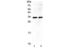 Western blot testing of human 1) A431 and 2) U-2 OS cell lysate with MED6 antibody at 0. (MED6 Antikörper)