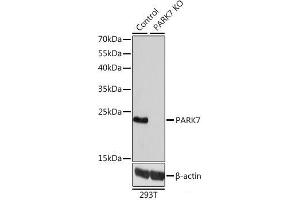 Western blot analysis of extracts from normal (control) and PARK7 knockout (KO) 293T cells using PARK7 Polyclonal Antibody at dilution of 1:1000. (PARK7/DJ1 Antikörper)