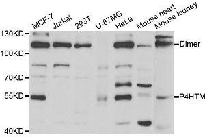 Western Blotting (WB) image for anti-Prolyl 4-Hydroxylase, Transmembrane (Endoplasmic Reticulum) (P4HTM) antibody (ABIN1877129) (P4HTM Antikörper)