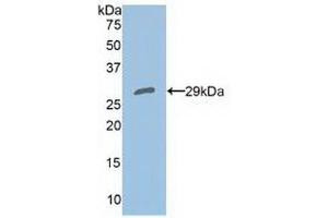 Western blot analysis of recombinant Human PRDX4. (Peroxiredoxin 4 Antikörper  (AA 6-249))