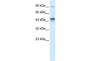 KIF3A antibody used at 1 ug/ml to detect target protein. (KIF3A Antikörper  (C-Term))
