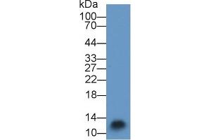 Detection of S100A3 in Mouse Skin lysate using Polyclonal Antibody to S100 Calcium Binding Protein A3 (S100A3) (S100A3 Antikörper  (AA 1-101))