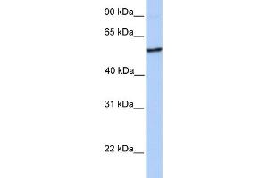 WB Suggested Anti-NUDCD1 Antibody Titration:  0. (NUDCD1 Antikörper  (N-Term))