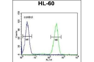 AFTPH Antibody (C-term) (ABIN651958 and ABIN2840475) flow cytometric analysis of HL-60 cells (right histogram) compared to a negative control cell (left histogram). (Aftiphilin Antikörper  (C-Term))
