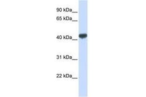 Image no. 1 for anti-Zinc Finger Protein 265 (Zranb2) (AA 72-121) antibody (ABIN6740510)