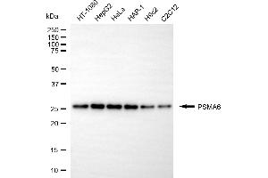 anti-Proteasome Subunit alpha 6 (PSMA6) antibody