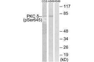 Western Blotting (WB) image for anti-Protein Kinase C, delta (PKCd) (pSer645) antibody (ABIN1847522) (PKC delta Antikörper  (pSer645))