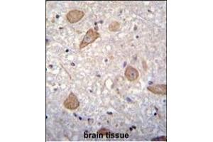 Immunohistochemistry (Paraffin-embedded Sections) (IHC (p)) image for anti-Cornichon Homolog 2 (CNIH2) (AA 31-59), (N-Term) antibody (ABIN655476)