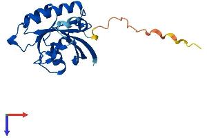 RAB22A Protein (AA 1-194) (His tag)
