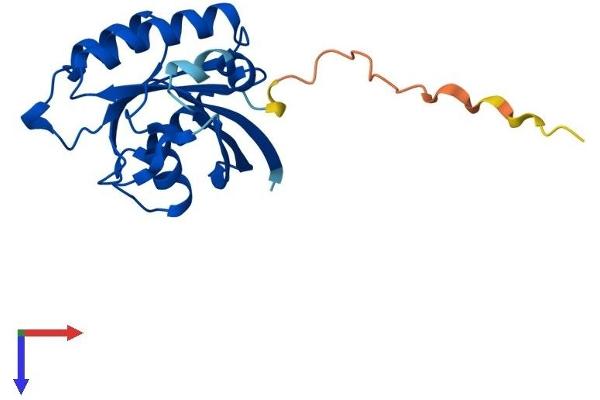 RAB22A Protein (AA 1-194) (His tag)