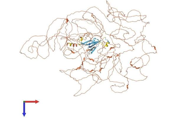 Periaxin Protein (PRX) (AA 1-1461) (His tag)
