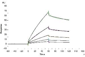 Surface Plasmon Resonance (SPR) image for CUB Domain Containing Protein 1 (CDCP1) (AA 25-667) protein (His-Avi Tag,Biotin) (ABIN7274297)