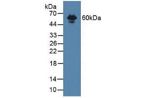 Western blot analysis of Mouse Serum. (Endoglin Antikörper  (AA 27-137))