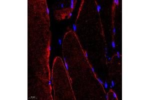 Immunofluorescence of paraffin embedded rat Skeletal muscle using DMD (ABIN7073791) at dilution of 1:650 (400x lens)