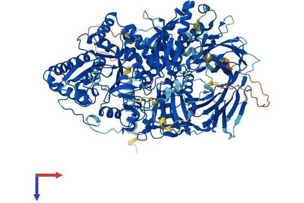 alpha-Mannosidase II Protein (AA 1-1144) (His tag)
