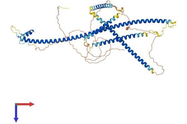 SSX2IP Protein (AA 1-615) (His tag)