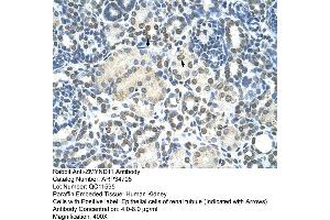 Human kidney (ZMYND11 Antikörper  (N-Term))