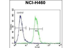 FX4L1 Antibody (N-term) (ABIN655284 and ABIN2844875) flow cytometric analysis of NCI- cells (right histogram) compared to a negative control cell (left histogram).